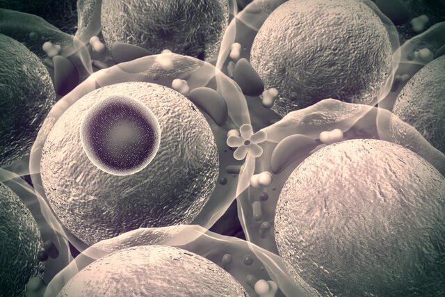 دارویی برای نابودی سلول‌های زامبی و کشیدن ترمز دیابت!