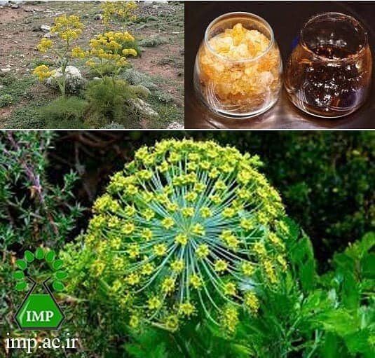 اثر عصاره باریجه بر درد