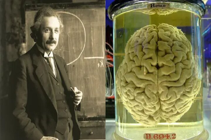 فناوری جدید چین می‌تواند به رمزگشایی مغز اینشتین کمک کند